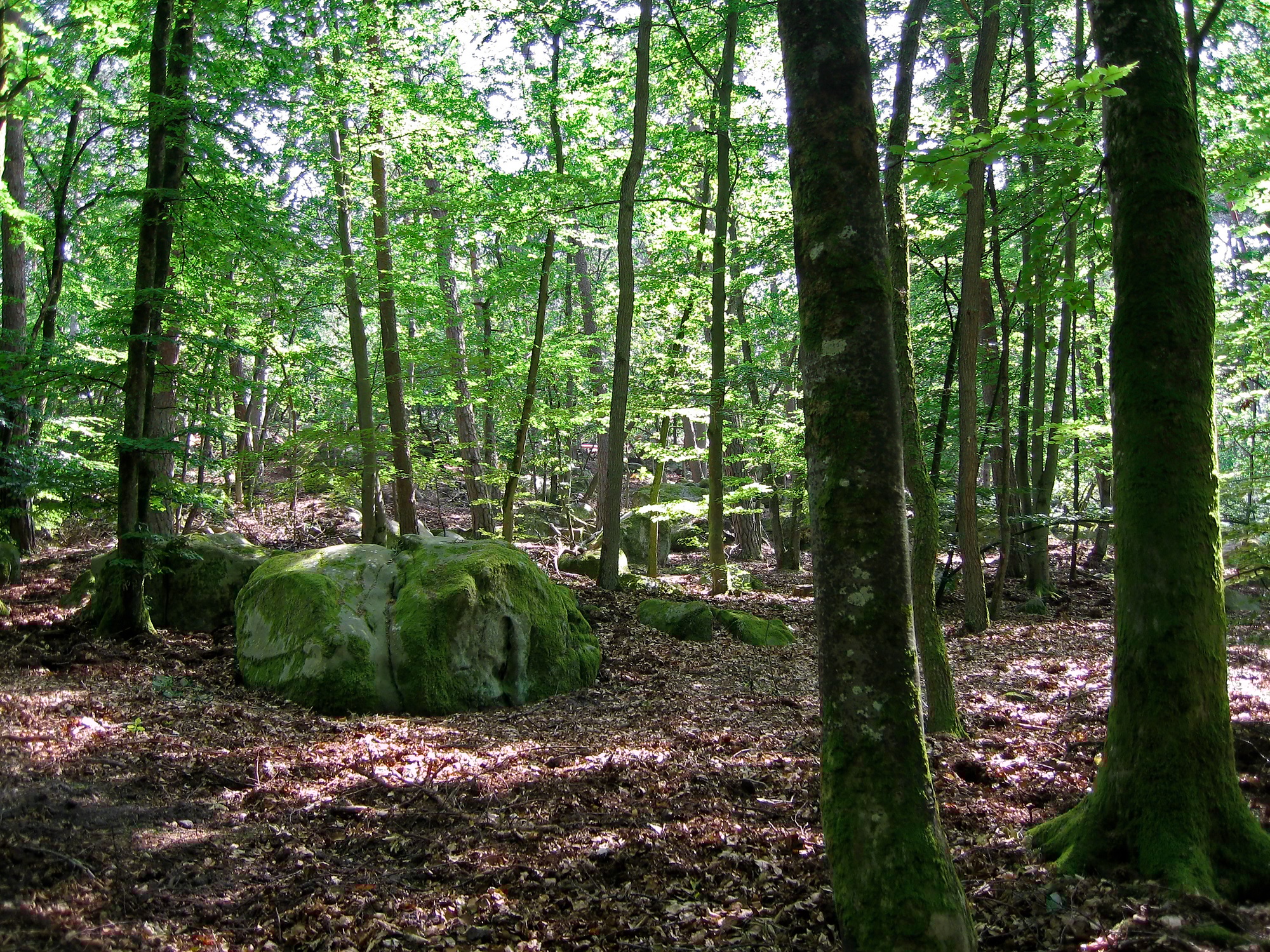 Fontainebleau Forest near Barbizon, France