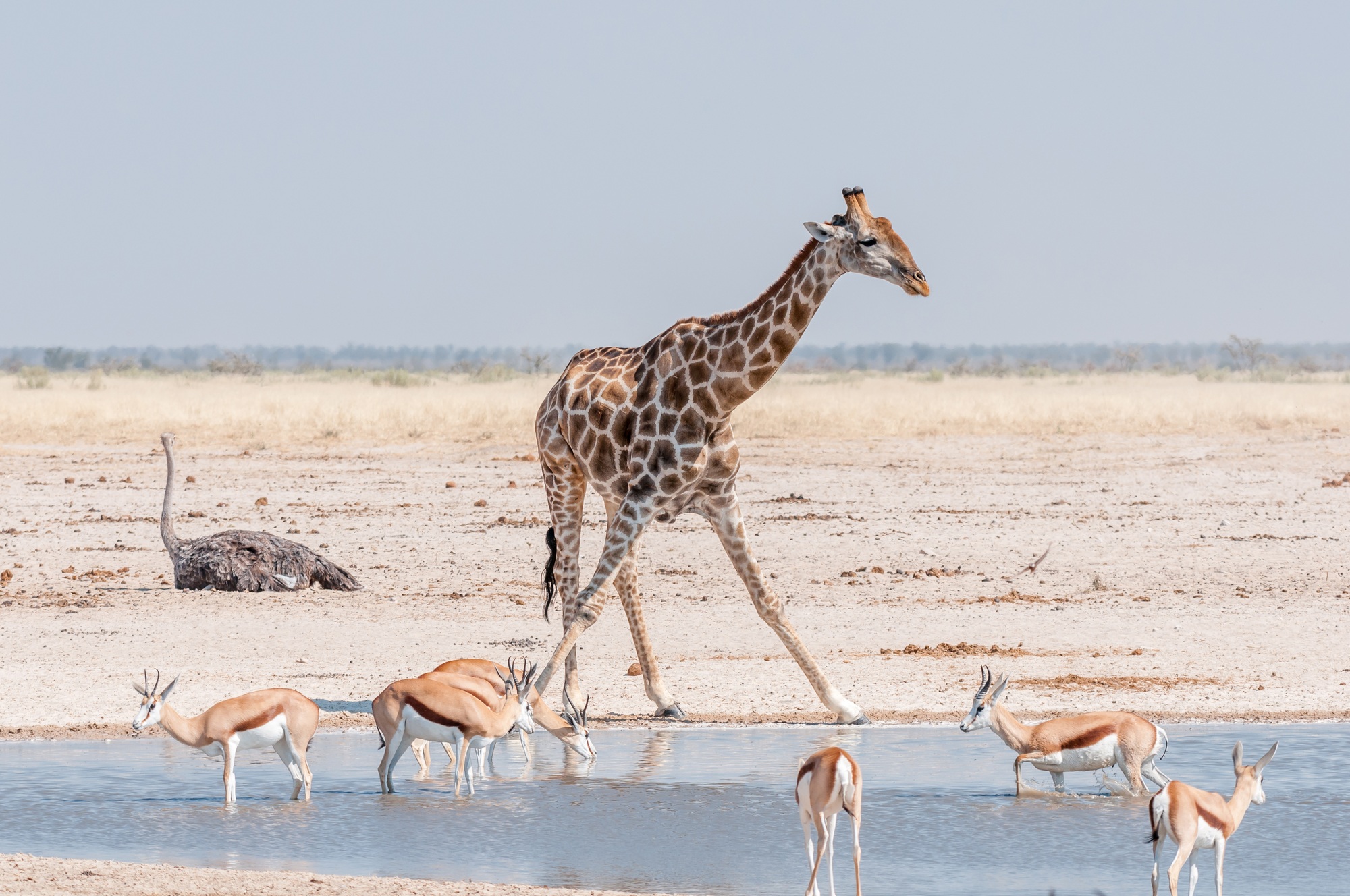 Etosha en Namibie