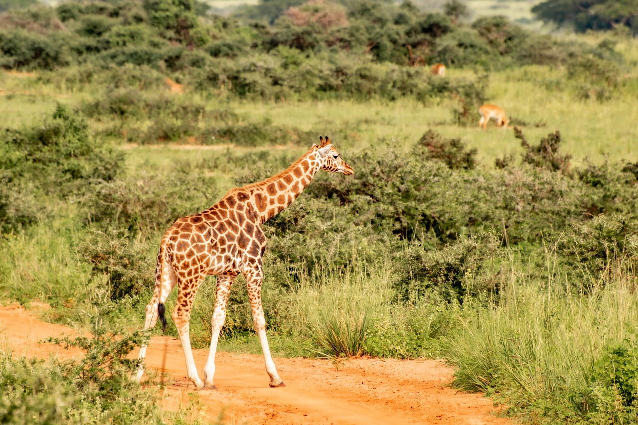 voyage Ouganda